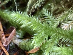 Pseudisothecium stoloniferum