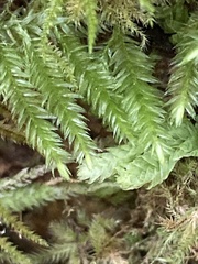 Pseudisothecium stoloniferum