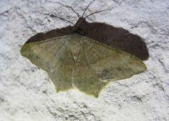 Psamatodes trientata