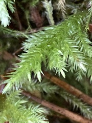 Pseudisothecium stoloniferum