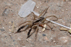 Pardosa plumipedata