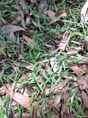 Ottochloa gracillima