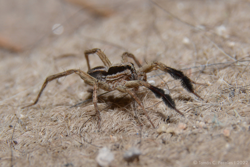 Pardosa plumipedata