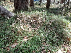 Ottochloa gracillima