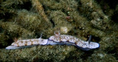 Hypselodoris tryoni