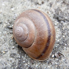 Helminthoglypta tudiculata