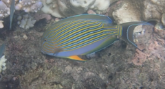 Acanthurus lineatus