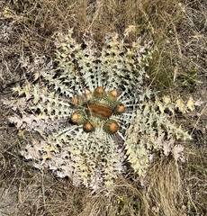 Onopordum acaulon
