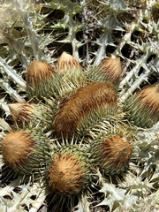 Onopordum acaulon