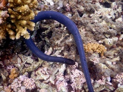 Emydocephalus annulatus