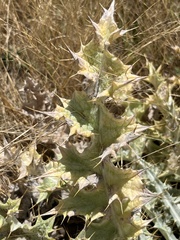 Onopordum acaulon