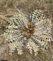 Onopordum acaulon