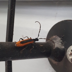 Stenoderus suturalis