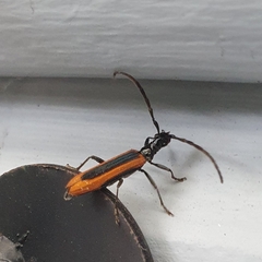 Stenoderus suturalis