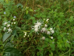 Chromolaena odorata