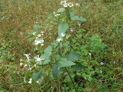 Chromolaena odorata