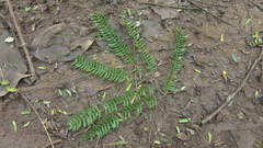 Enterolobium cyclocarpum