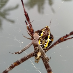 Argiope