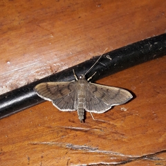 Herpetogramma phaeopteralis