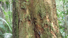 Enterolobium cyclocarpum