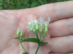 Chromolaena odorata