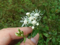 Chromolaena odorata