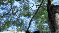 Enterolobium cyclocarpum