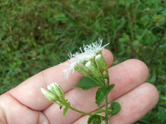 Chromolaena odorata