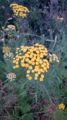Tanacetum vulgare