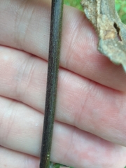 Chromolaena odorata