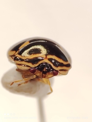 Coptosoma xanthogramma