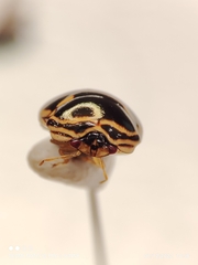 Coptosoma xanthogramma