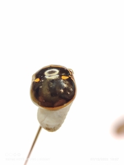 Coptosoma xanthogramma