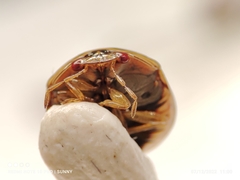 Coptosoma xanthogramma