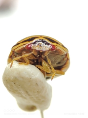 Coptosoma xanthogramma