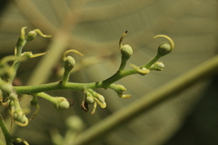 Macaranga indica