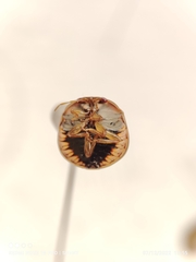 Coptosoma xanthogramma