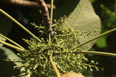 Macaranga indica