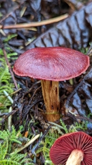 Cortinarius smithii