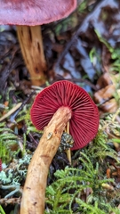 Cortinarius smithii
