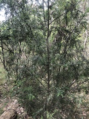 Acacia howittii