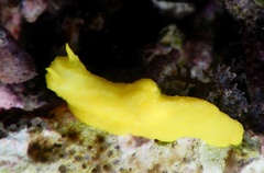 Notodoris citrina