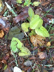 Aristolochia californica