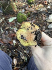 Suillus pseudobrevipes