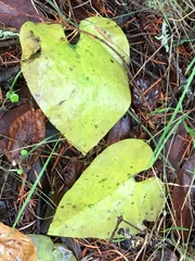 Aristolochia californica