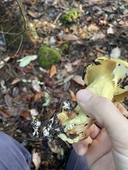 Suillus pseudobrevipes