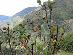 Ficus erecta beecheyana