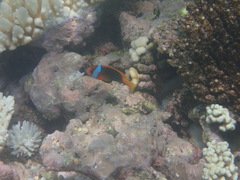 Amphiprion melanopus