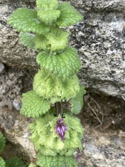 Pseudodictamnus hirsutus