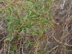 Calystegia macrostegia
